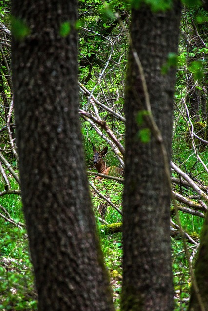 Free Forest Tree photo and picture