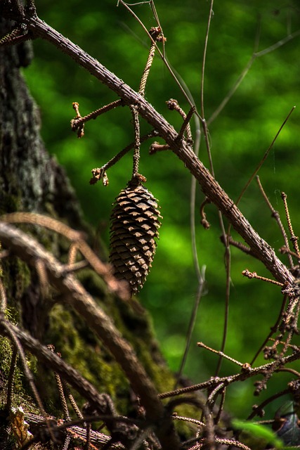 Free Pinecone Forest photo and picture