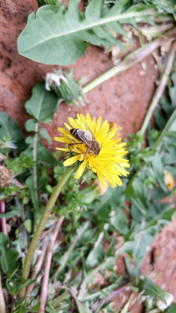 Bee Dandelion Pollinate Free photo on Pixabay Pixabay