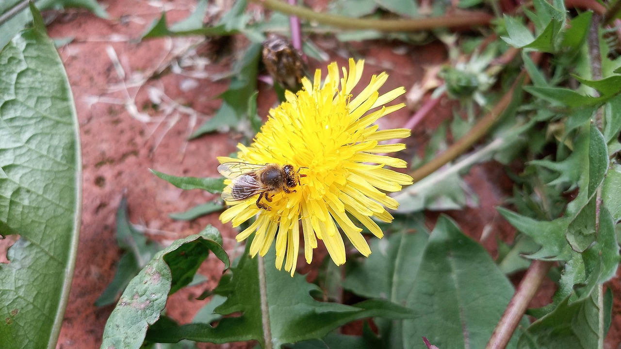 Bee Dandelion Pollinate Free photo on Pixabay Pixabay
