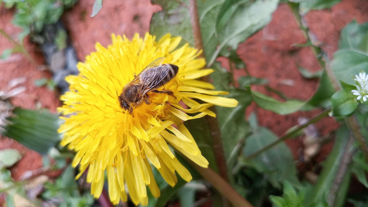 Bee Dandelion Pollinate Free photo on Pixabay Pixabay