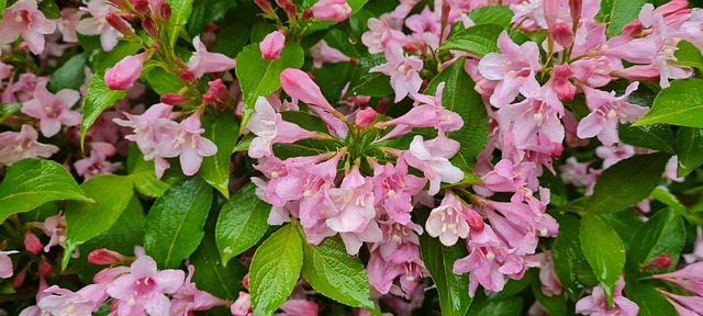 Free Flowers Bush photo and picture
