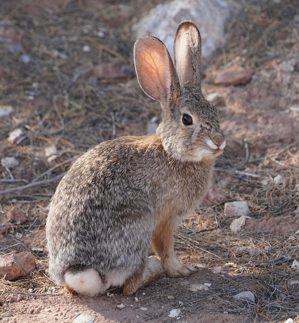 Desert Cottontail Rabbit Free photo on Pixabay Pixabay