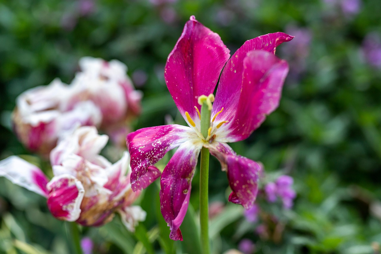 Purple Flower Tulip Bloom Free photo on Pixabay Pixabay