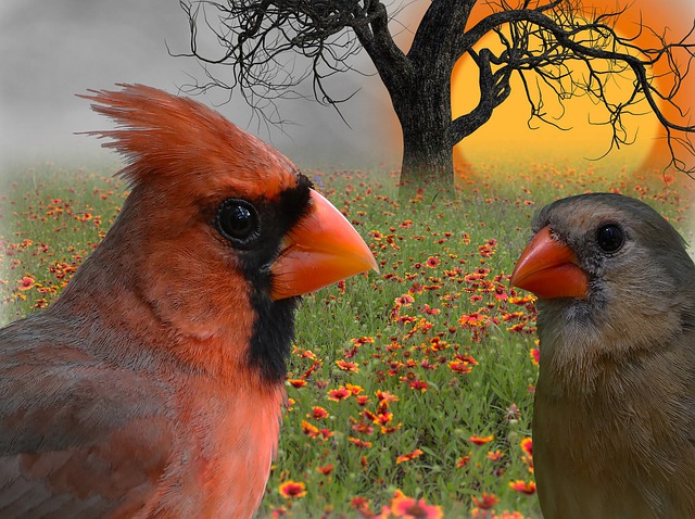 Free cardinals redbirds mating pair illustration