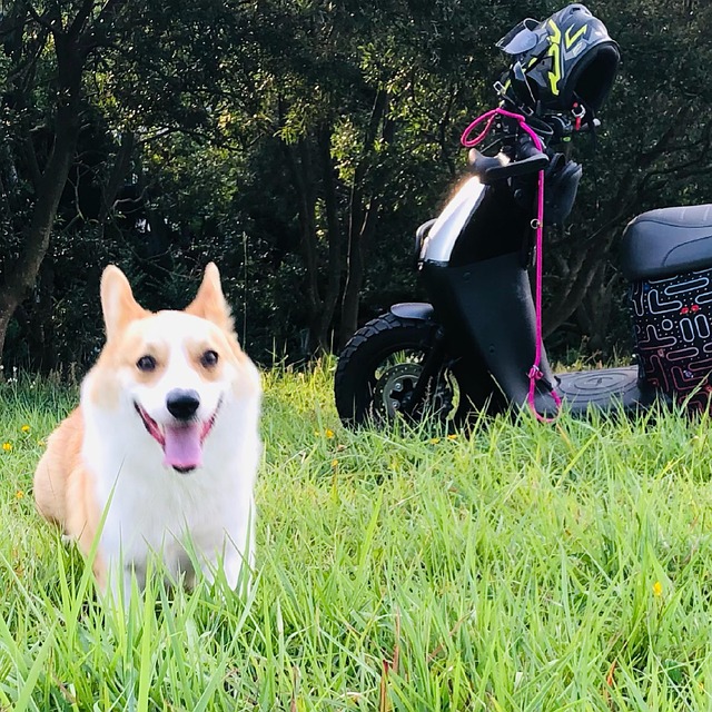 Hund, Corgi, Haustiere, Schön, Tier