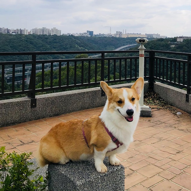 Hund, Corgi, Haustiere, Schön, Tier