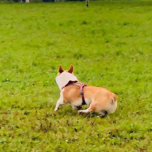 Hund, Corgi, Haustiere, Schön, Tier