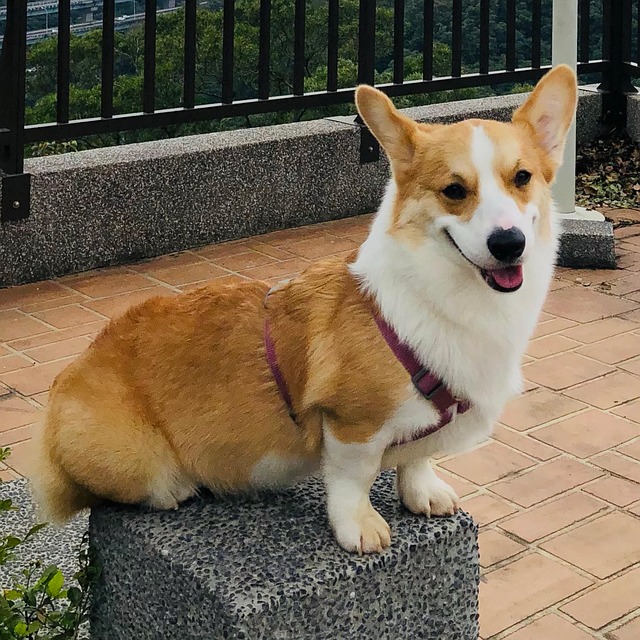 Hund, Corgi, Haustiere, Schön, Tier