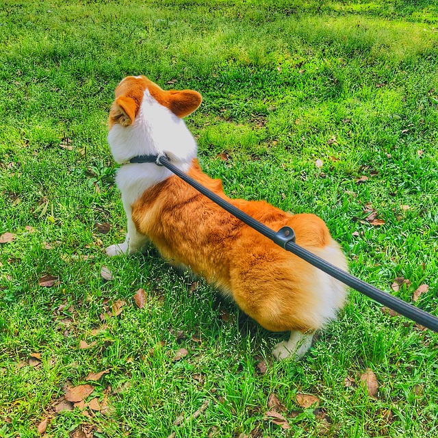 Hund, Corgi, Haustiere, Schön, Tier