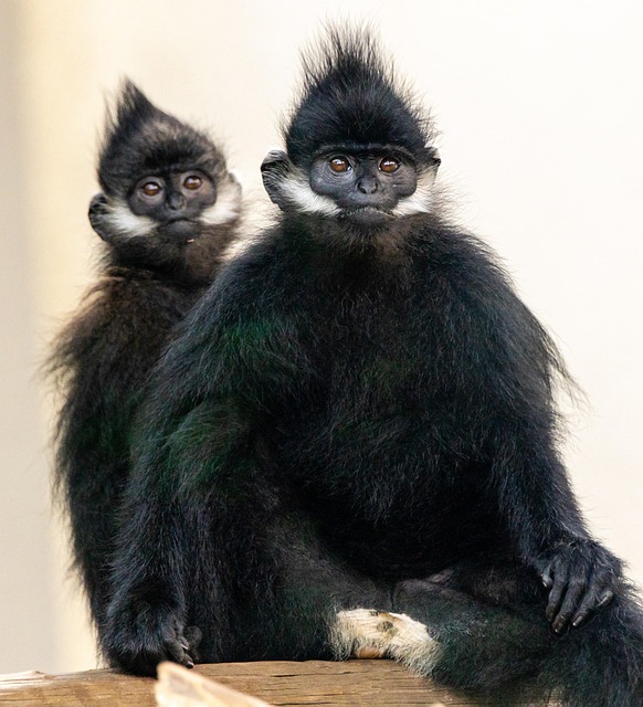 Free Animal Monkey photo and picture