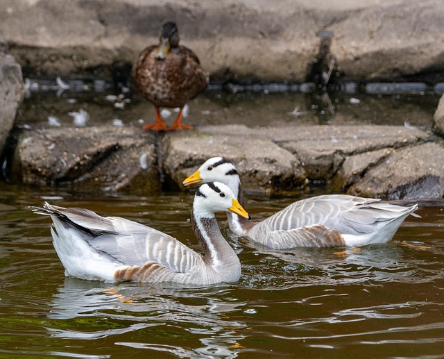 Free Duck Bird photo and picture