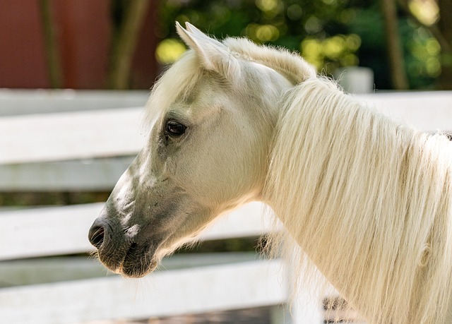 Free Horse Mane photo and picture