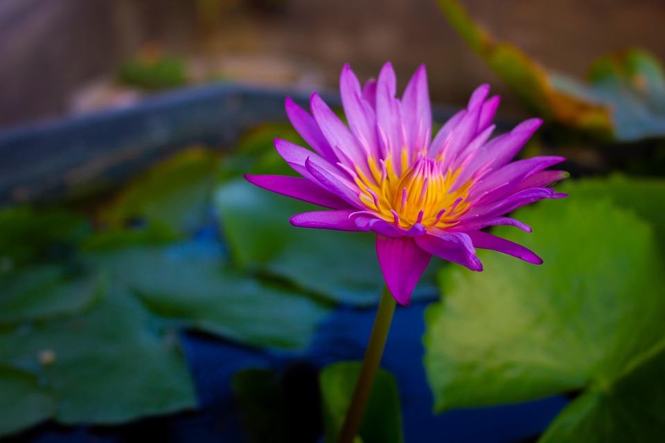 Lotus Rose Fleur - Photo gratuite sur Pixabay - Pixabay