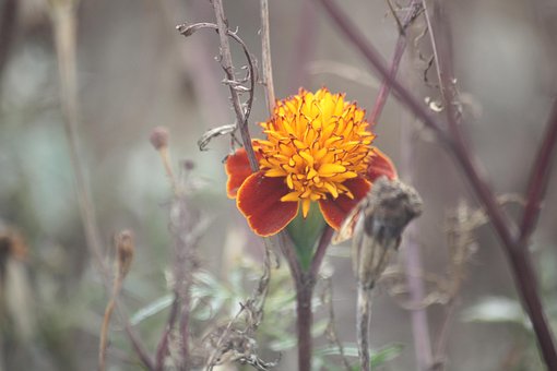 Free Flower Nature photo and picture