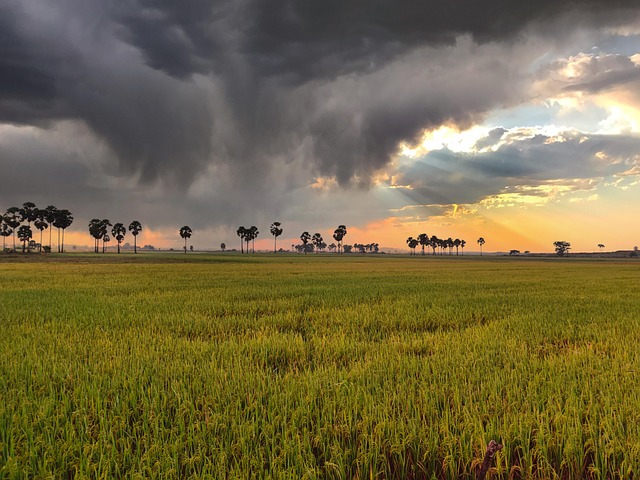 Kambodžská Rýže, Khmer, Prší