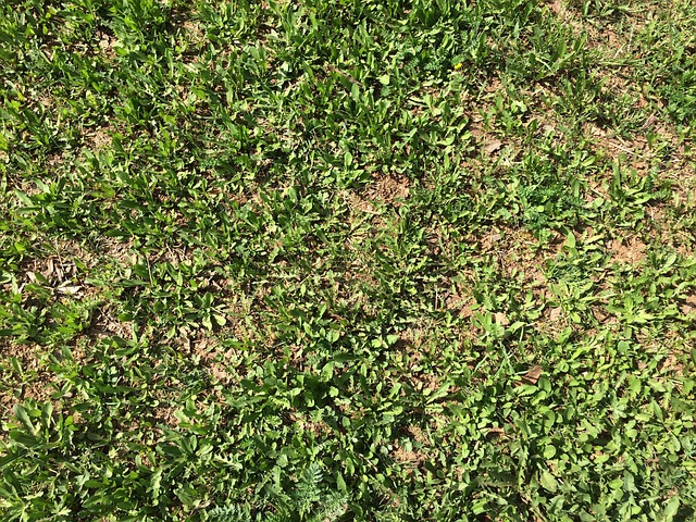 Free Grass Summer photo and picture