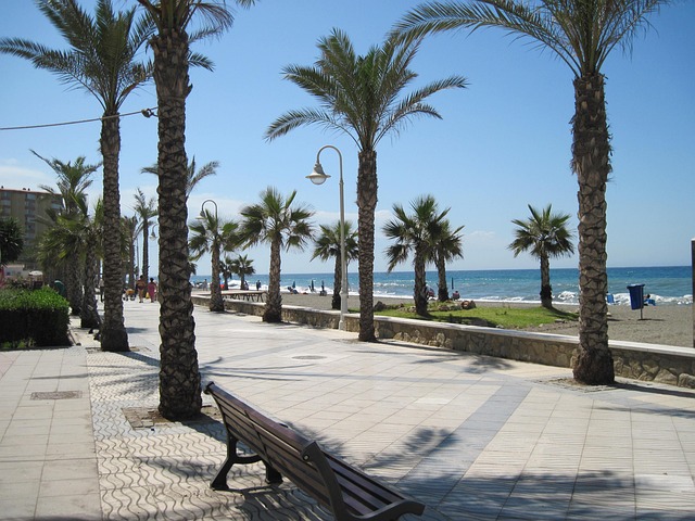 Free Beach Palm Trees photo and picture