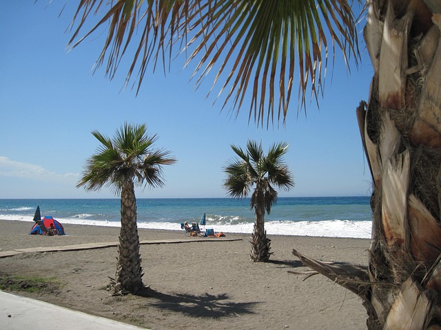 Free Beach Palm Trees photo and picture