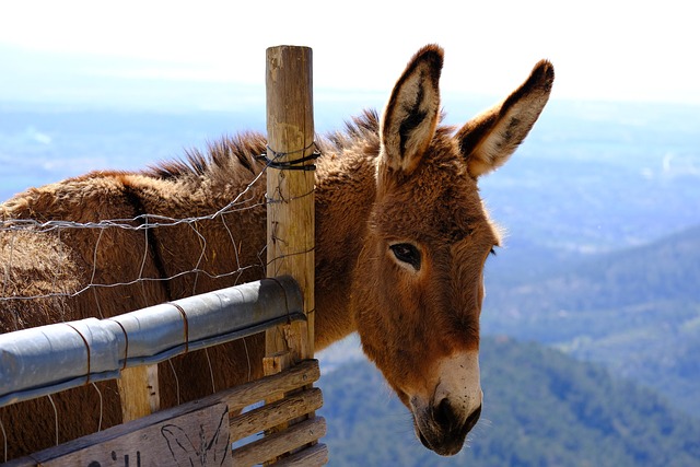 Burro Animal Granja - Foto gratis en Pixabay - Pixabay