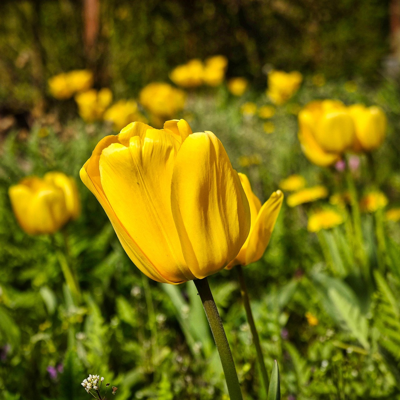 pixabay-pixabay