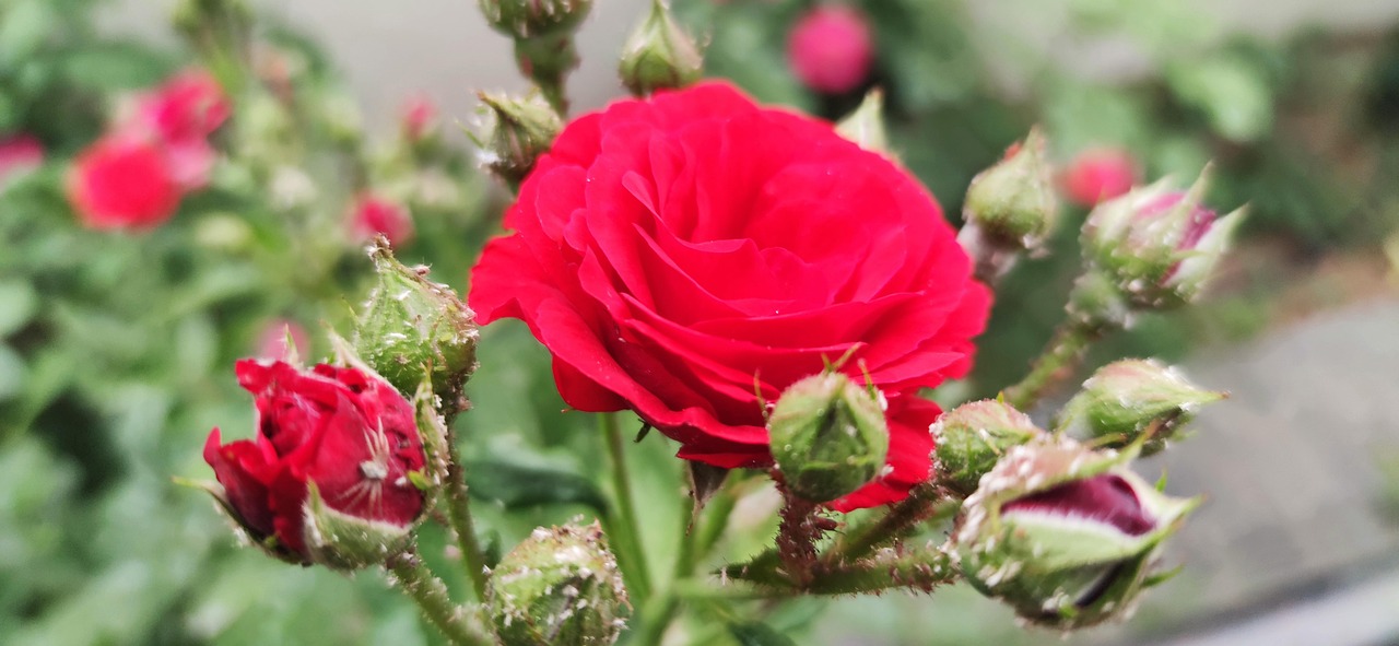 Rose Fleur Des Roses Photo gratuite