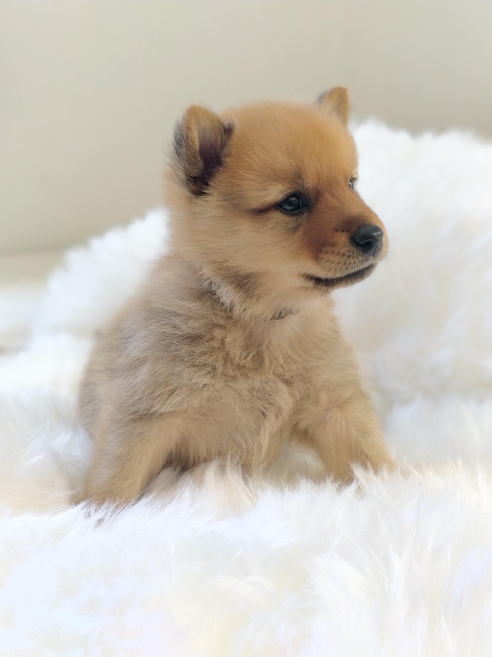 Cachorro Filhote De - Foto gratuita no Pixabay - Pixabay