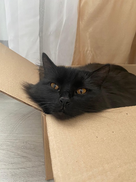 Gato, Gato En Una Caja, Negro