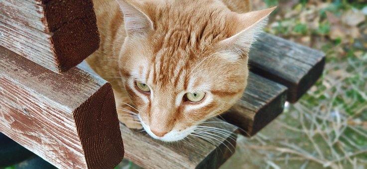 Free Cat Stray photo and picture