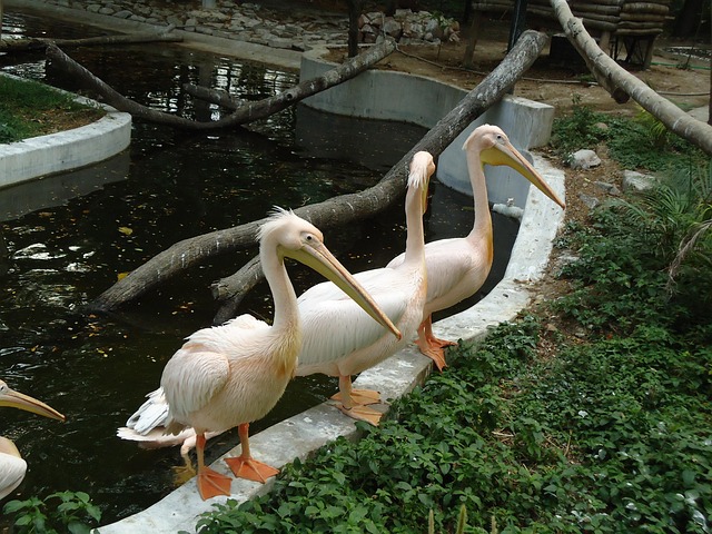 Free Indian Stork photo and picture