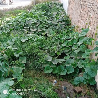 Free Plants Green photo and picture