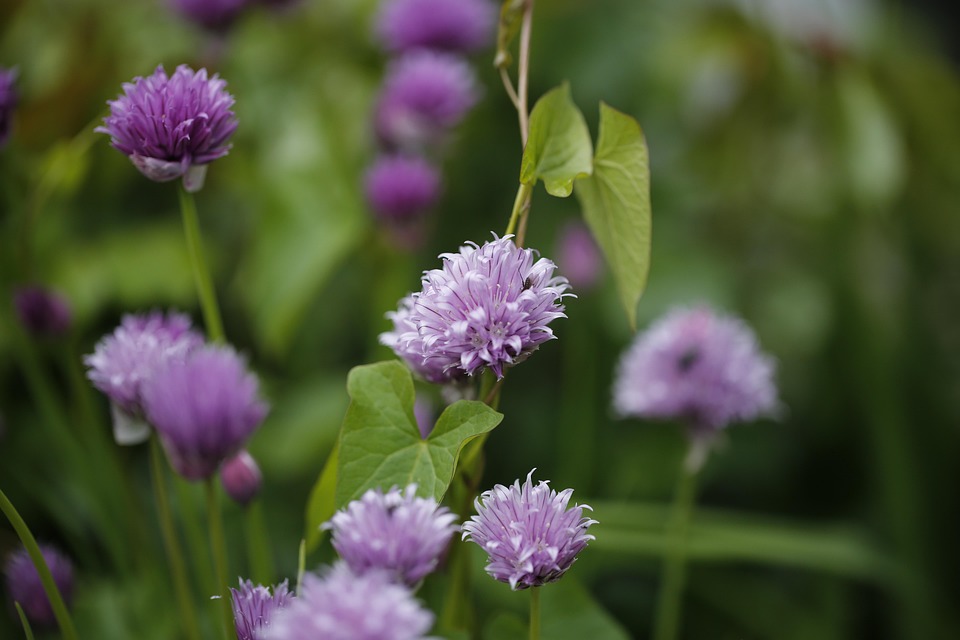 Chives Flowers Plants Free photo on Pixabay Pixabay