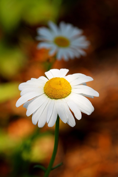 Marguerite Shasta Daisy - Photo gratuite sur Pixabay