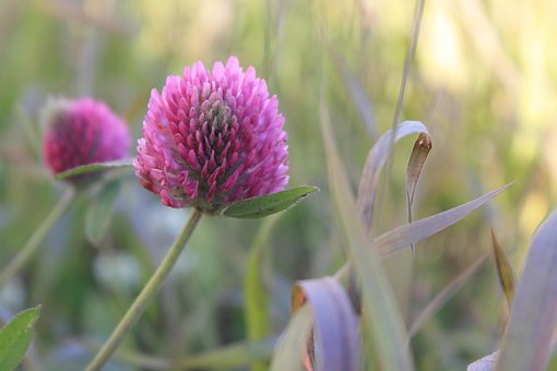 Kleeblatt, Blume, Gras, Pflanze
