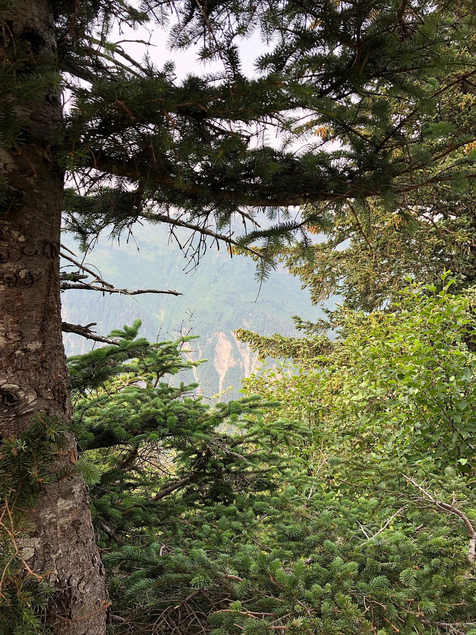 Alaska Pine Tree Inlet Free photo on Pixabay Pixabay