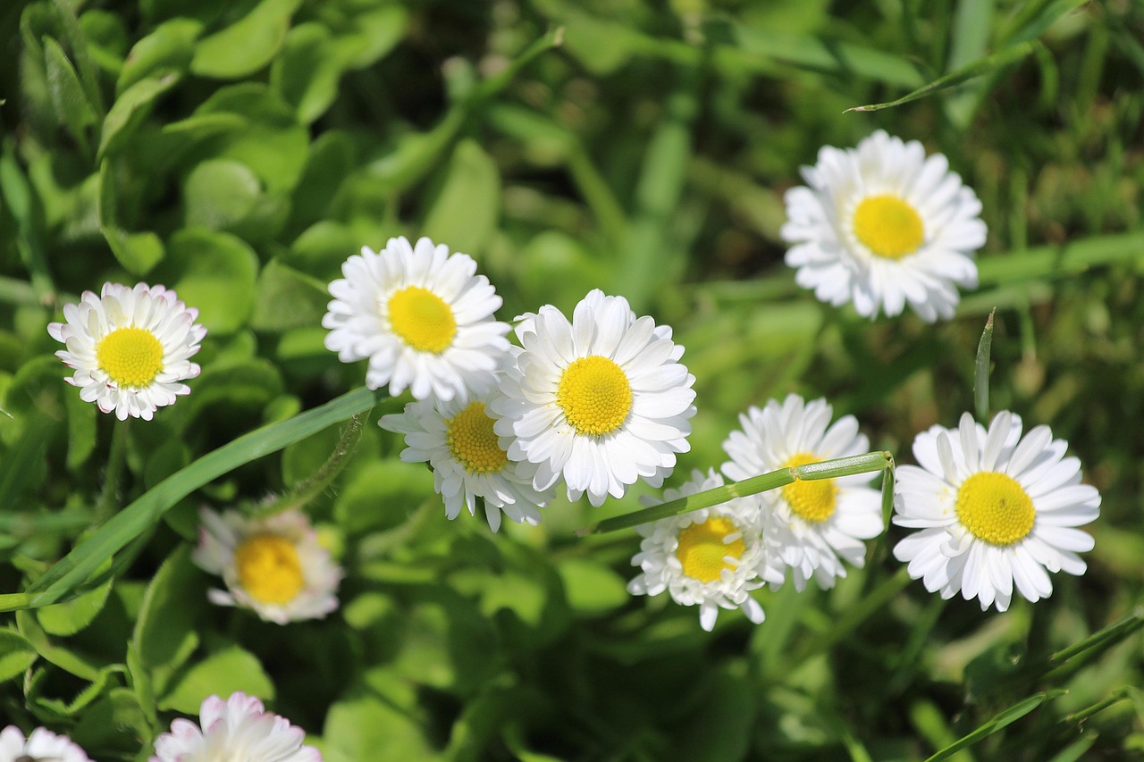 Daisies Flowers Plant Common Free photo on Pixabay Pixabay