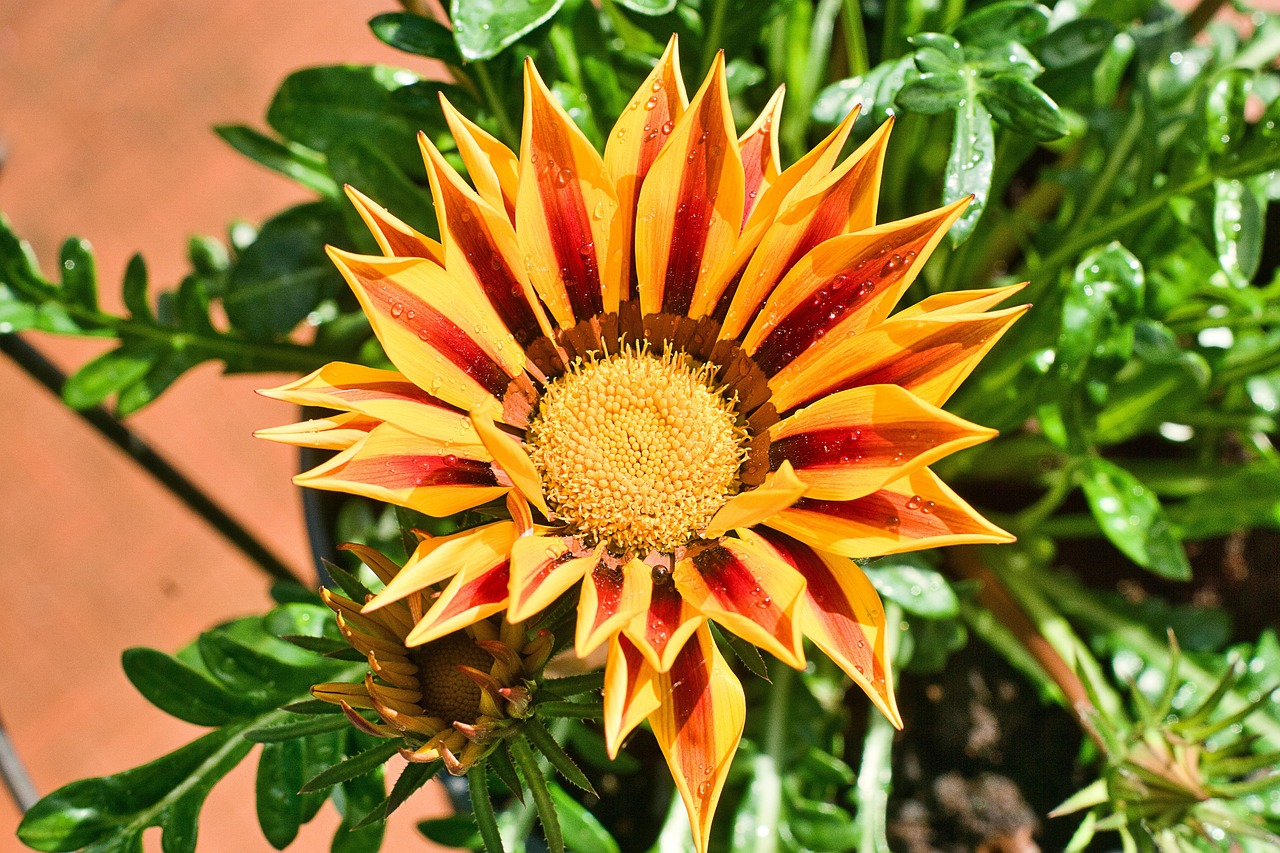 Gazania Flower Dew Free photo on Pixabay Pixabay