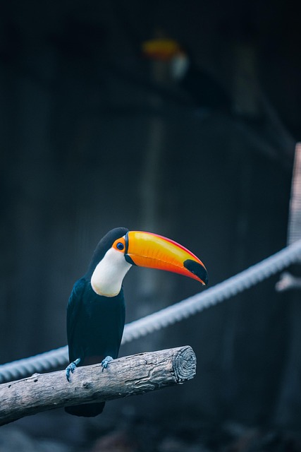 Free Toucan Bird photo and picture