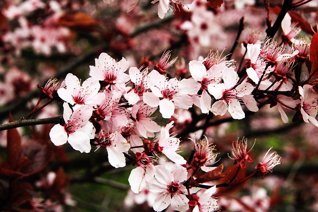 Free Cherry Plum Blossom photo and picture