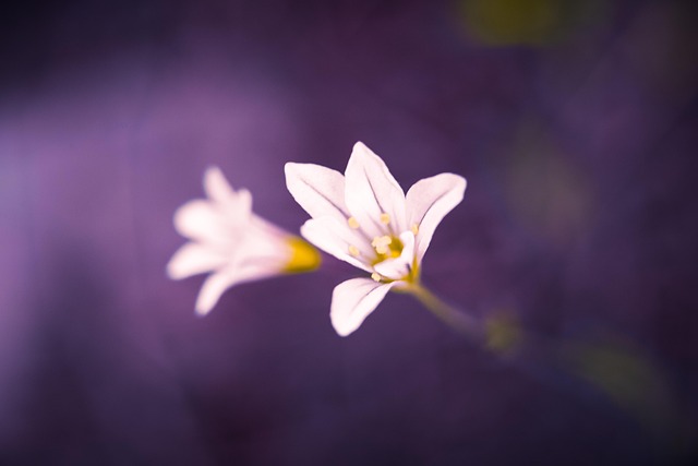 Free Flower Plant photo and picture