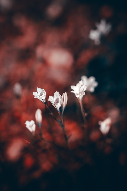 Free Flowers Plants photo and picture