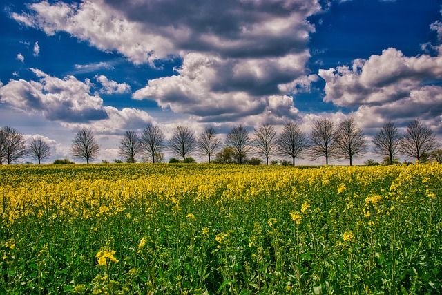 Free Oilseed Rape Yellow photo and picture