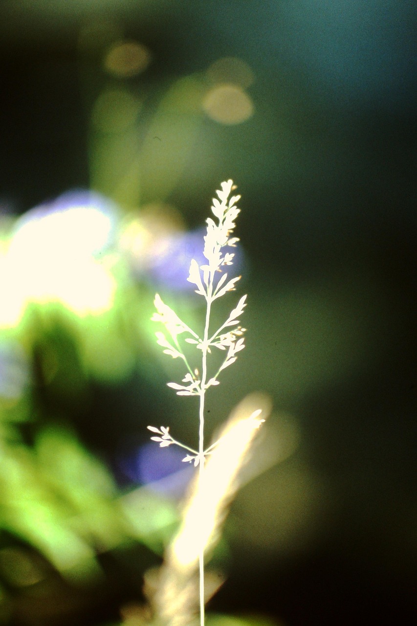 草の葉 夏 草 - Pixabayの無料写真 - Pixabay