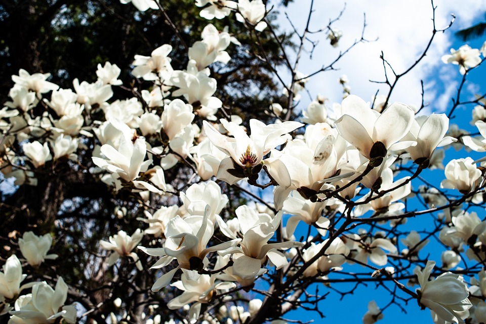 Spring Flower Tree Republic Of - Free photo on Pixabay - Pixabay