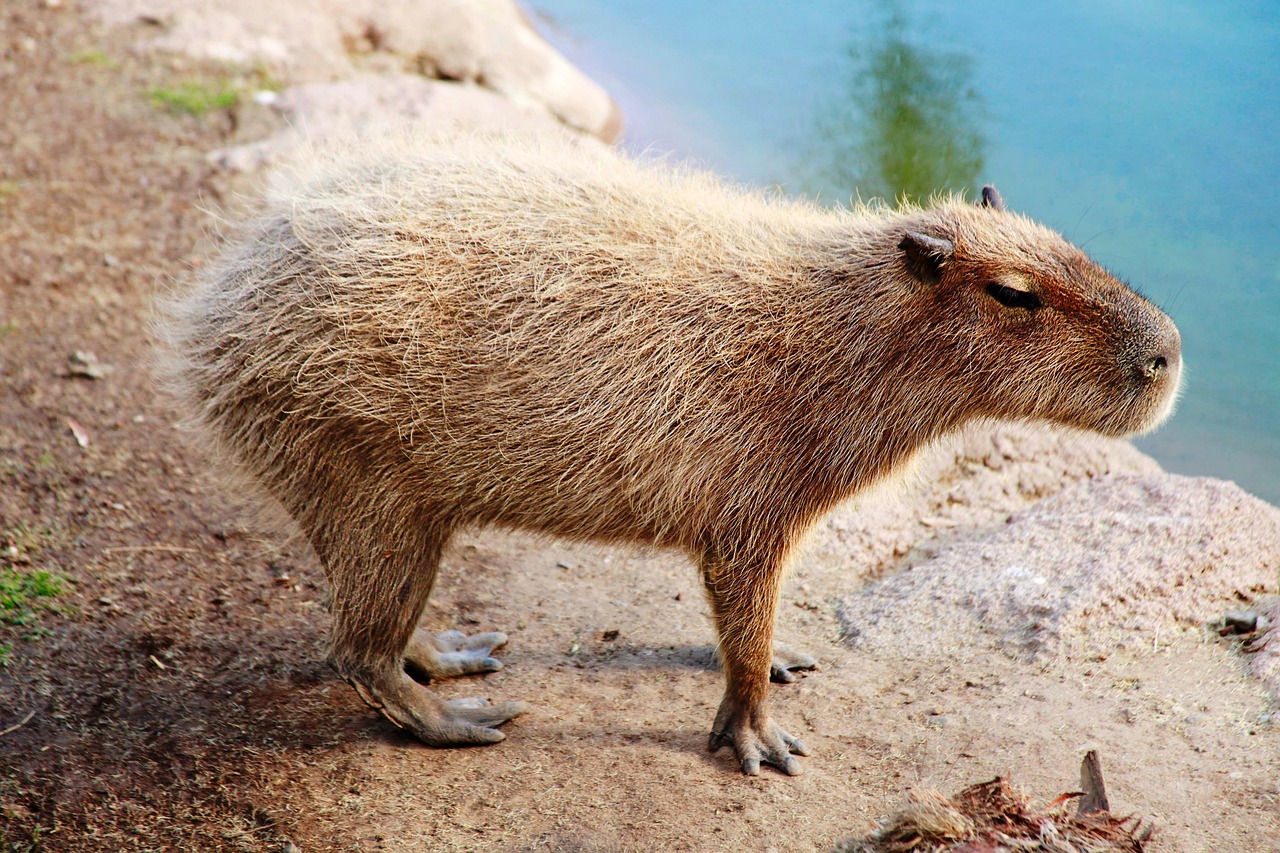 Capybara Rodent South America Free Photo On Pixabay Capybara Rodent South America Free Photo On Pixabay