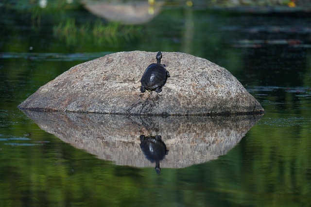 Turtle Goto Sleep Nature - Free photo on Pixabay