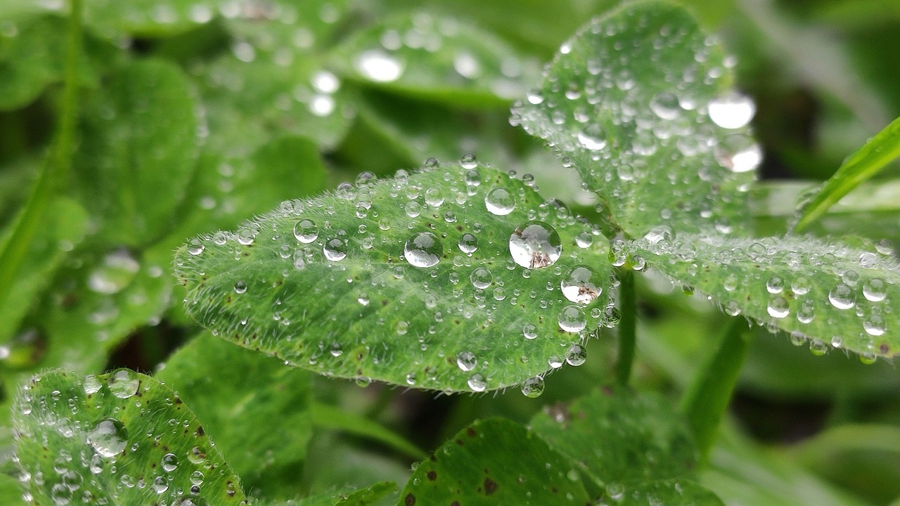 macro-water-moisture-free-photo-on-pixabay-pixabay