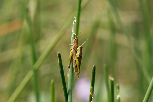 Lăcustele, Insecte, Plantelor