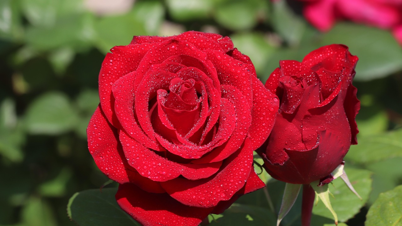 Roses Flowers Dew - Free photo on Pixabay - Pixabay