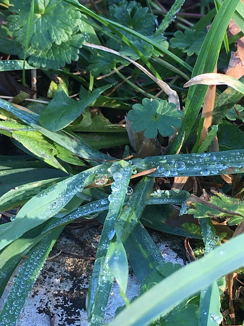 Free Water Drops Dew photo and picture